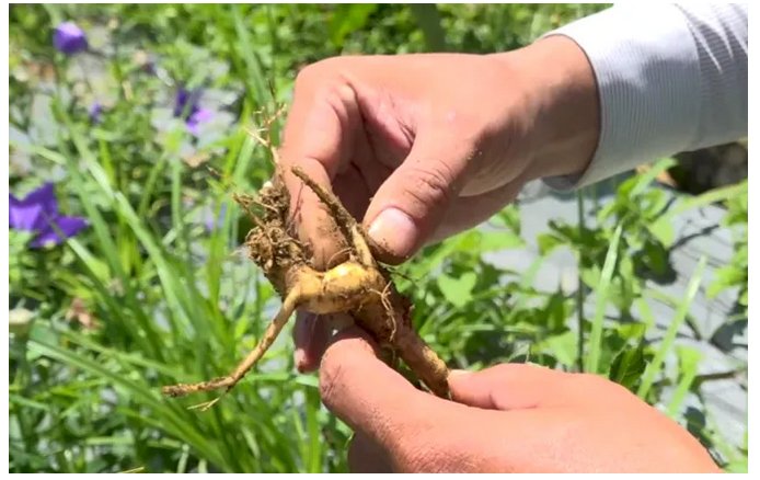 Đời sống bà con vùng cao được cải thiện nhờ dược liệu- Ảnh 2.