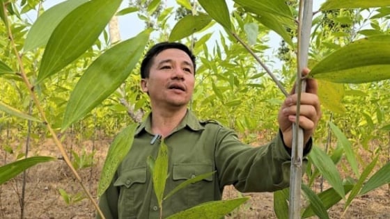 Gỗ rừng trồng có chứng chỉ FSC bán được giá cao hơn