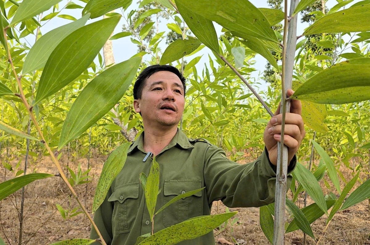 Rừng trồng được cấp chứng chỉ FSC của Ban Quản lý rừng phòng hộ Xuân Lộc. Ảnh: Minh Sáng.