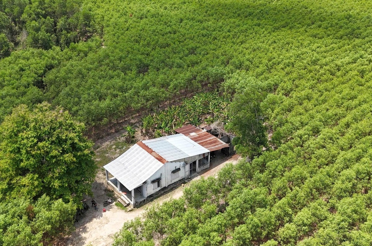 Chứng chỉ FSC tạo điều kiện thuận lợi cho Ban Quản lý rừng phòng hộ Xuân Lộc chuẩn bị tham gia thị trường tín chỉ carbon. Ảnh: Minh Sáng.