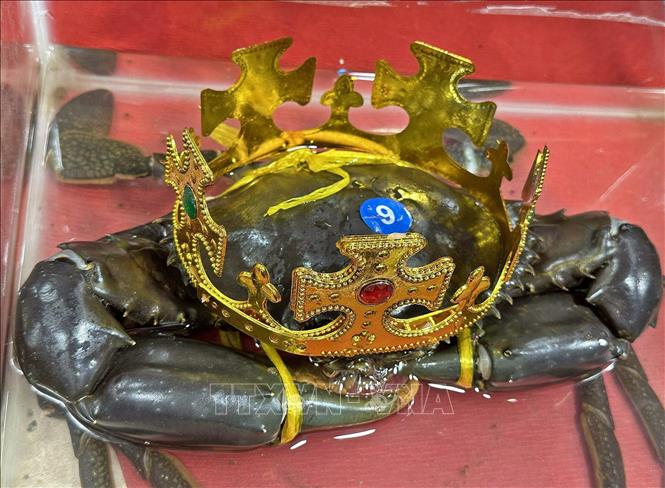 'Vua cua' Cà Mau được lập hồ sơ đề nghị xác lập kỷ lục cua lớn nhất Việt Nam