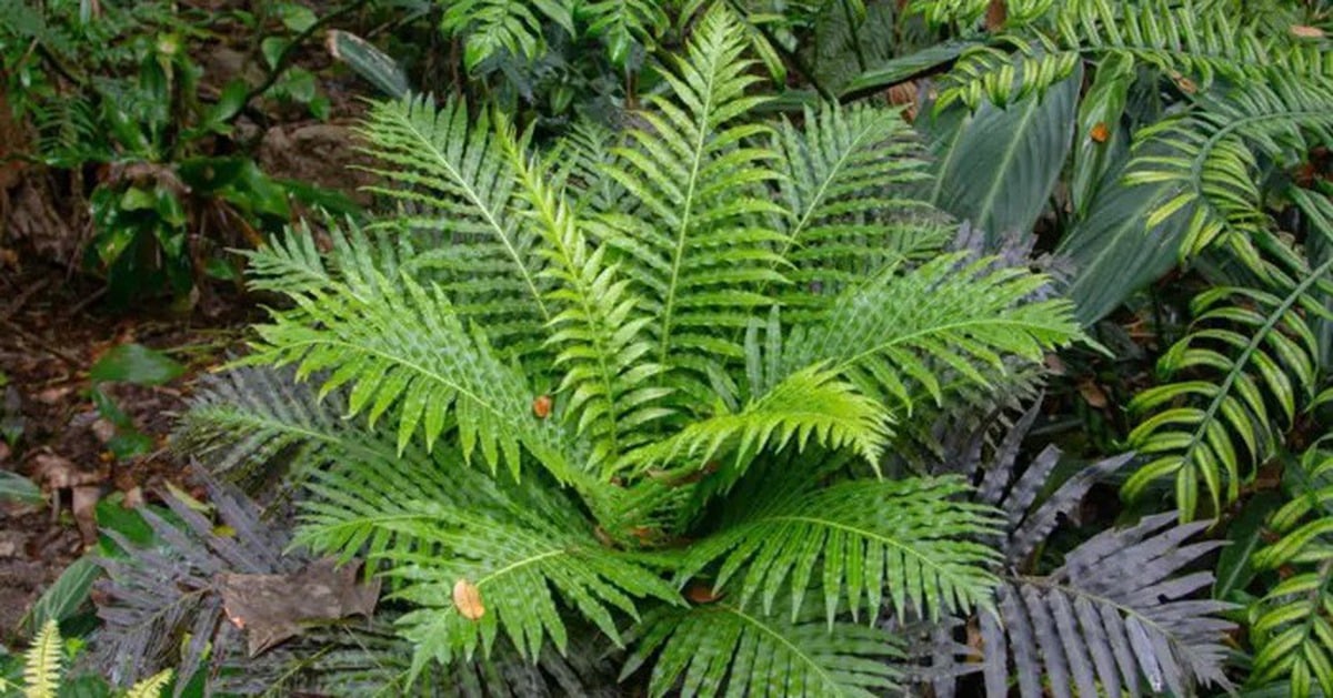 Trung Quốc phát hiện loài dương xỉ có thể tự 'luyện' đất hiếm