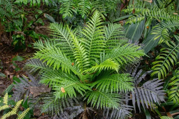 đất hiếm - Ảnh 1.