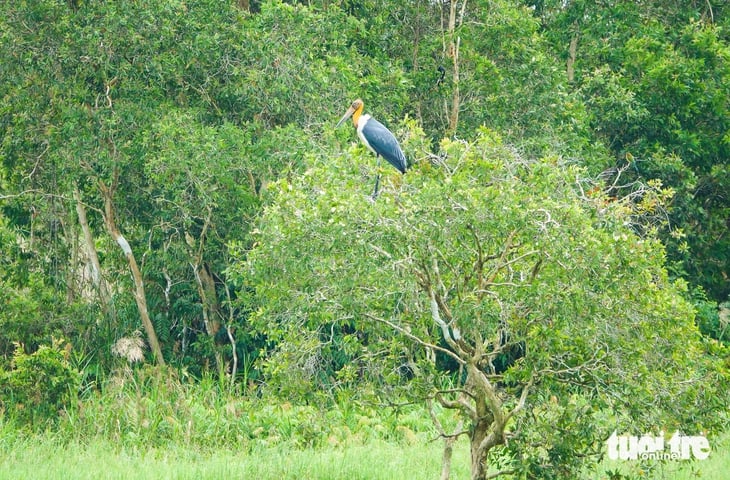 Ngắm già đẫy Java cực quý hiếm ở Vườn quốc gia U Minh Thượng - Ảnh 3.