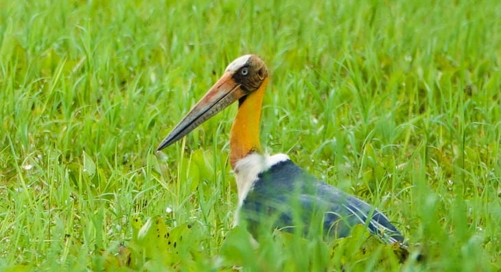 Già đẫy Java - Ảnh 1.