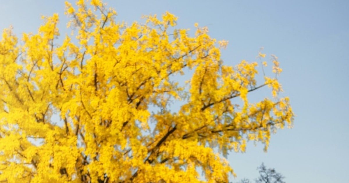 Hàn Quốc mùa thu: Cẩm nang khám phá sắc lá vàng đỏ