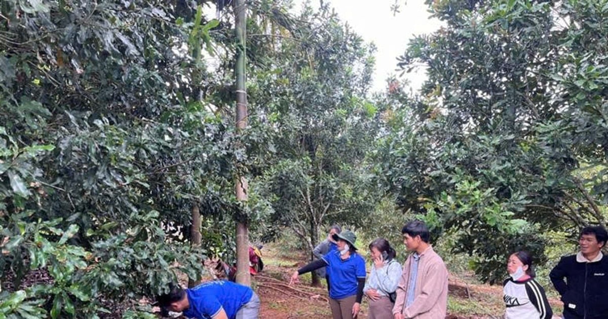 Trồng mắc ca theo hướng VietGAP