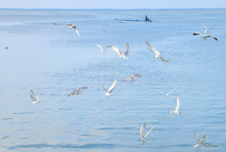 Mùa chim nhạn về bên cửa sông Kiên