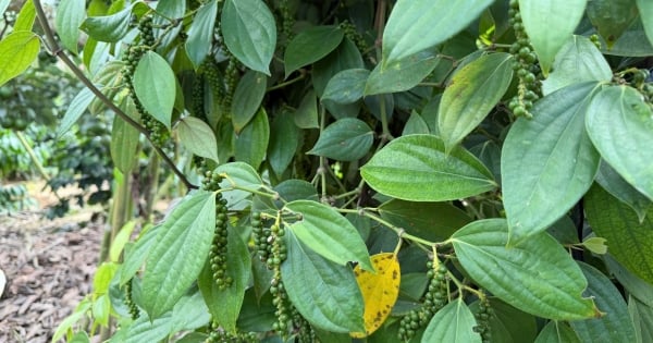 Giá tiêu hôm nay 24/11/2025: Đi ngang