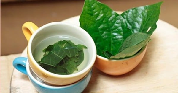 Cách dùng nước lá lốt hỗ trợ giảm axit uric an toàn tại nhà