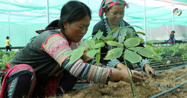 Bản địa hóa dược liệu: Giải pháp kết hợp Y học cổ truyền và hiện đại từ nguồn tài nguyên bản địa