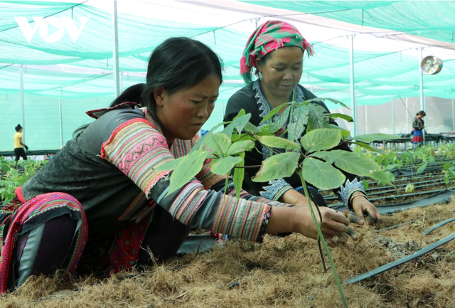 Bản địa hóa dược liệu: Giải pháp kết hợp Y học cổ truyền và hiện đại từ nguồn tài nguyên bản địa- Ảnh 2.