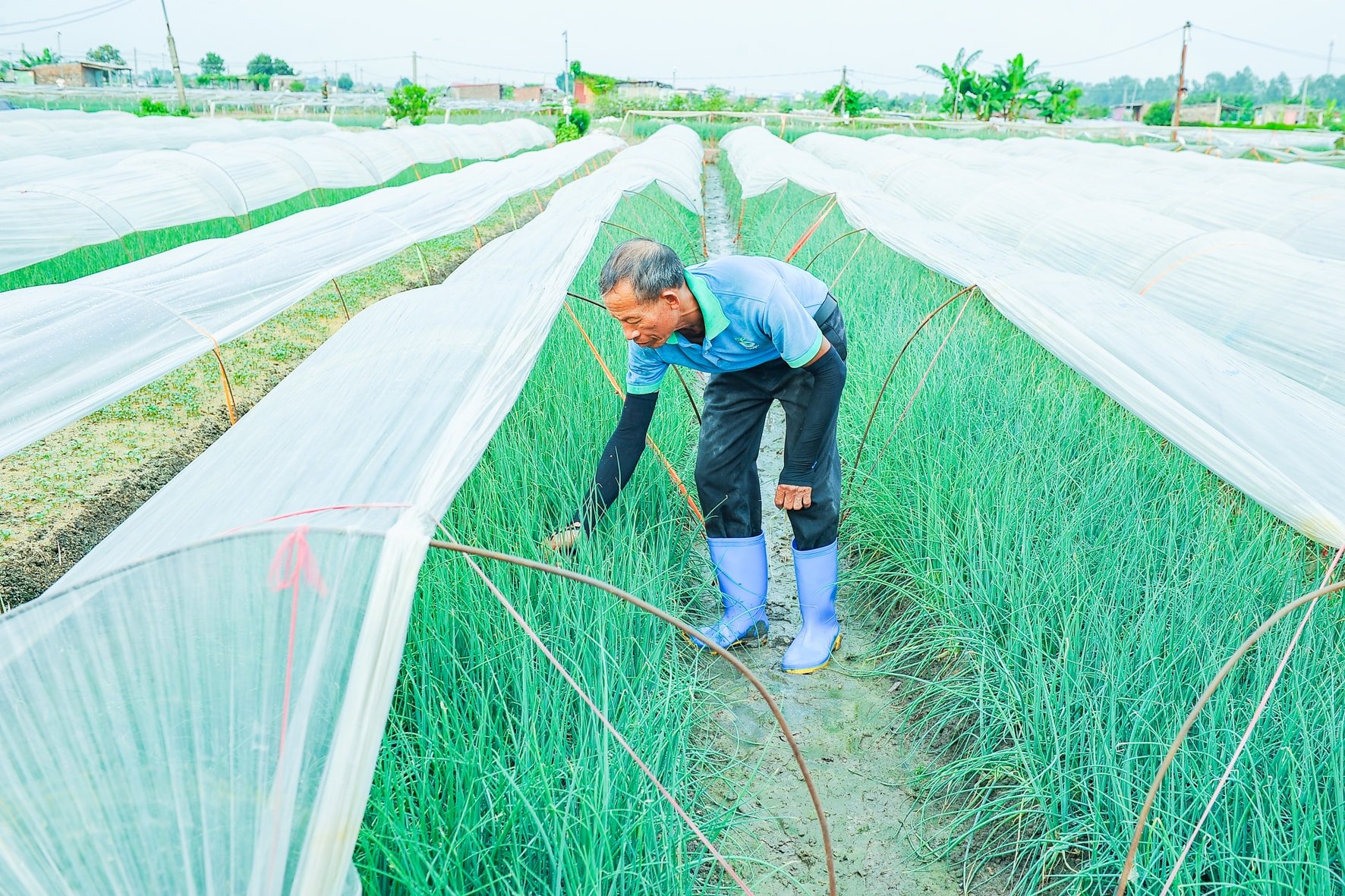 Nhiều vùng trồng rau được mùa, được giá