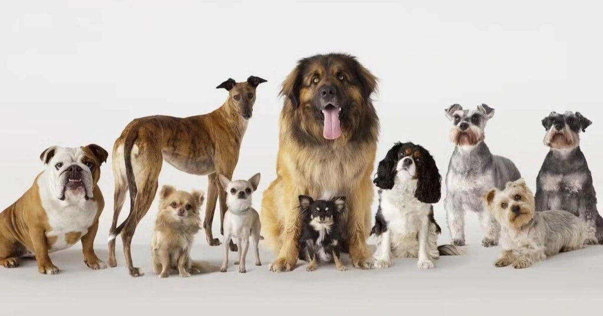 Sự đa dạng đáng kinh ngạc của loài chó bắt đầu từ hơn 10.000 năm trước