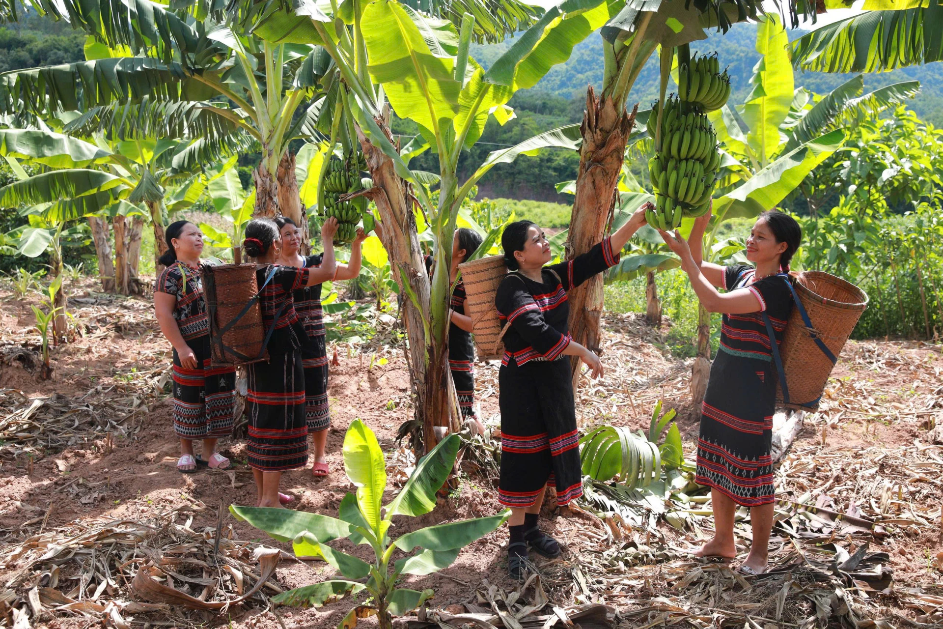 Cây “xóa nghèo” của người Pa Kô