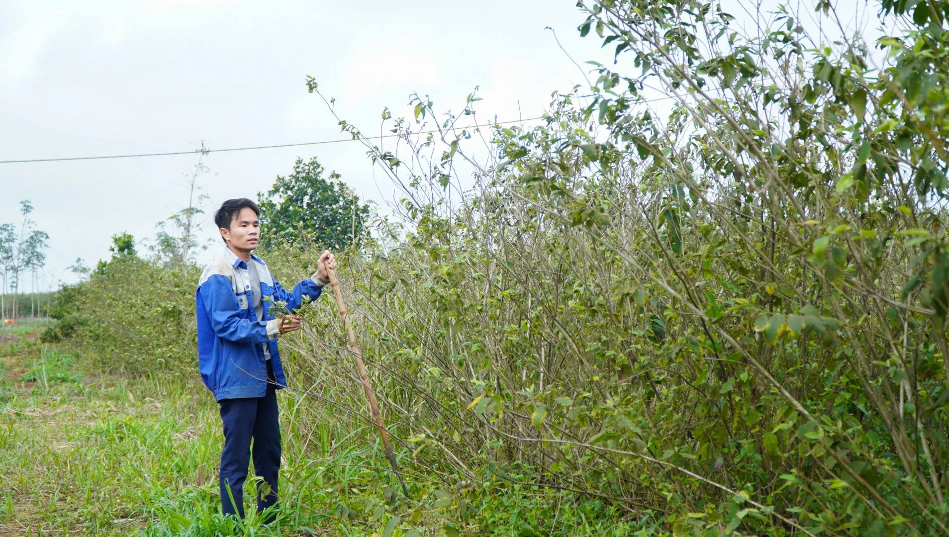 Mr. Tran Van Thu is worried because his an xoa garden is getting older and older and cannot be harvested, but he is owed money from selling the products - Photo: L.T