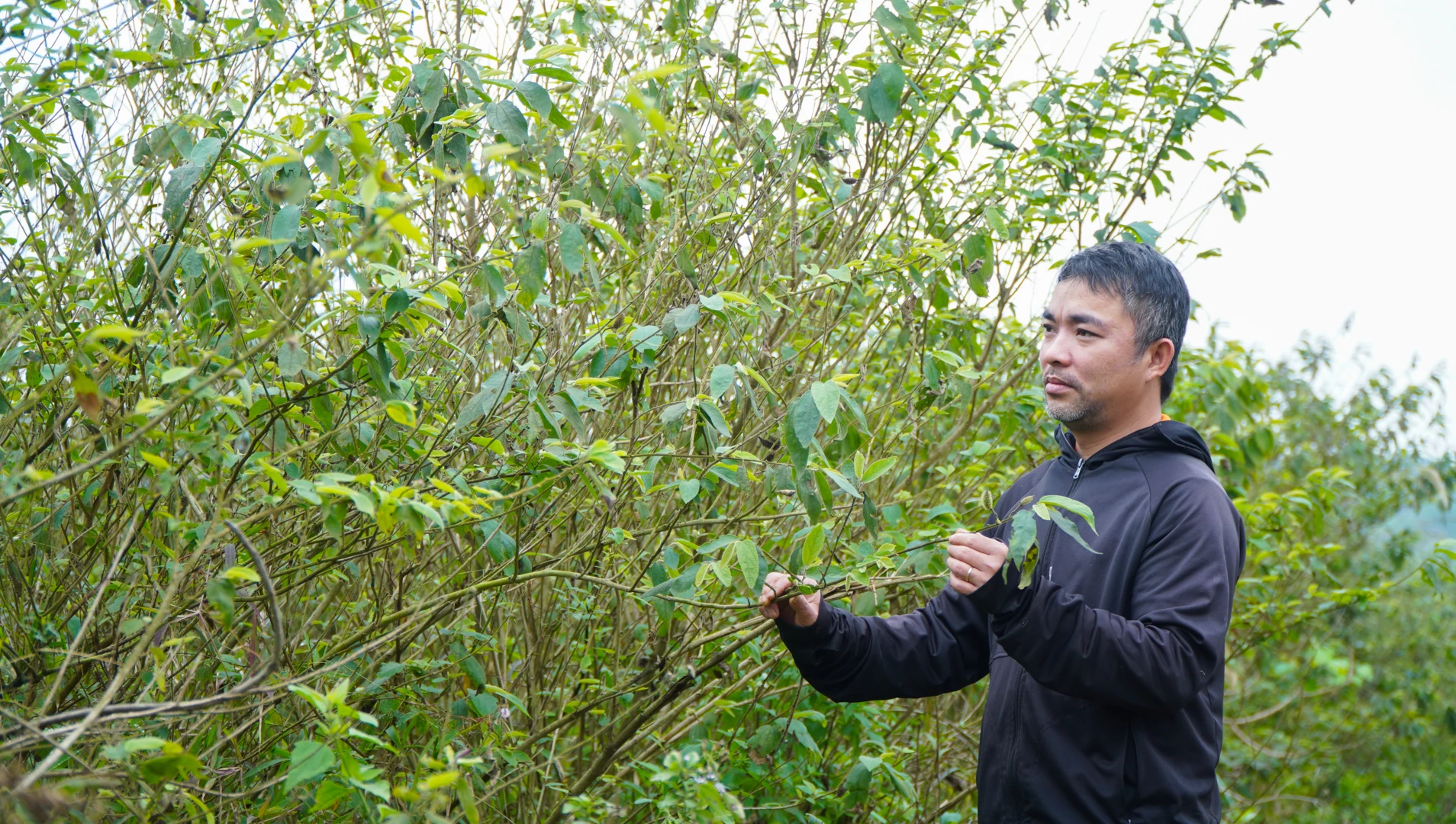 Many households in Cam Lo commune are struggling with debt because businesses stopped purchasing and owed money for buying an xoa trees - Photo: L.T
