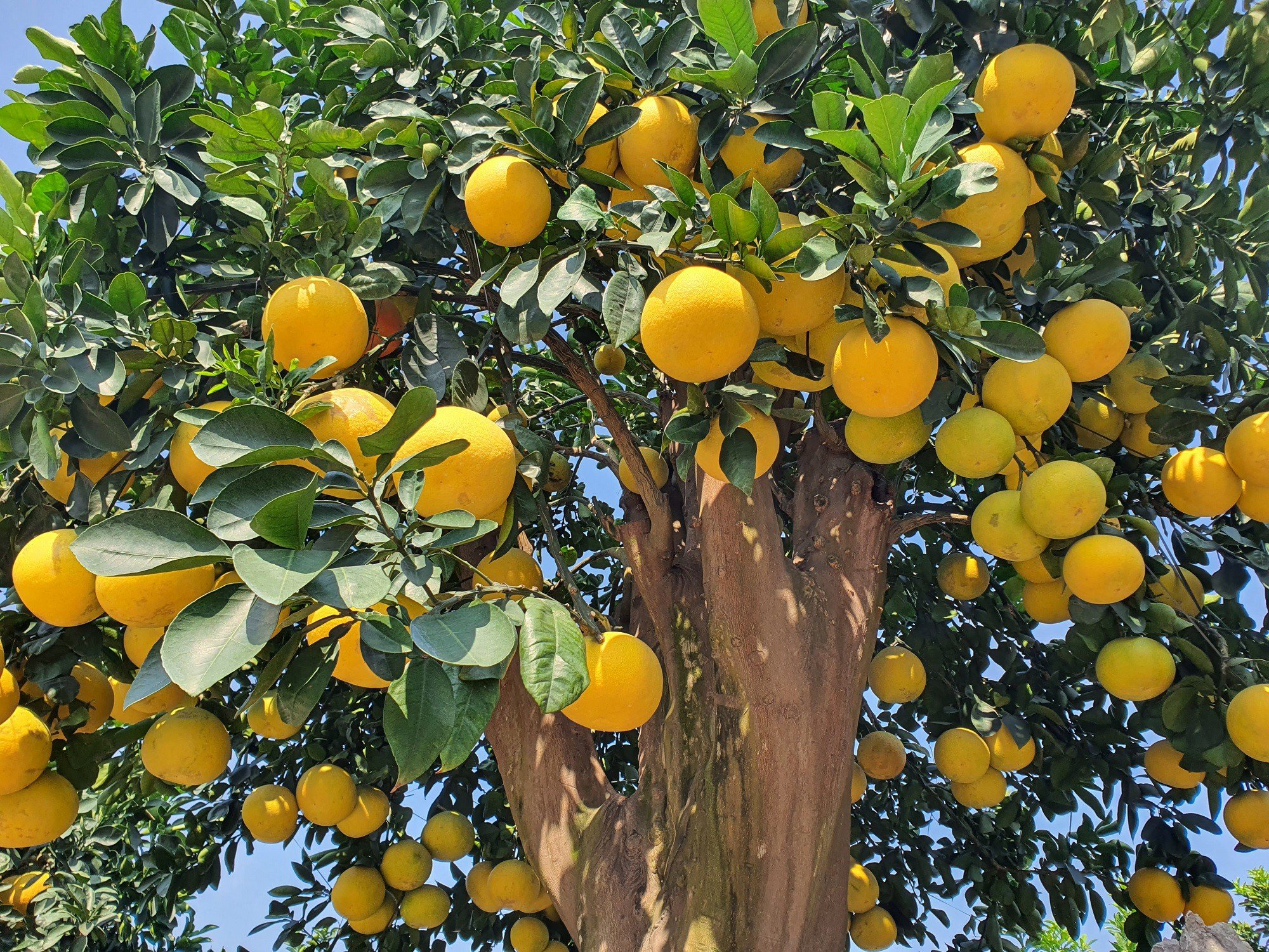 Bưởi Diễn hàng chục triệu đồng sẵn sàng chờ khách 'rước' về chơi Tết