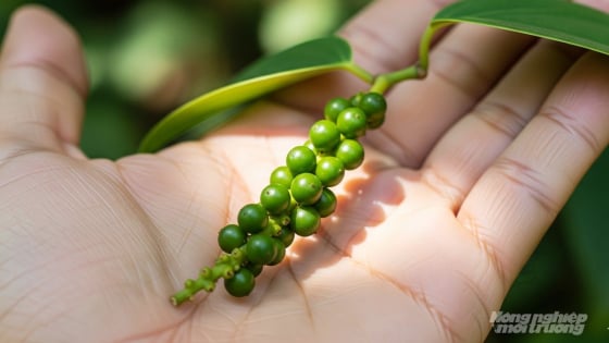 Giá tiêu hôm nay 24/11/2025: Cao nhất ở ngưỡng 148.000 đ/kg