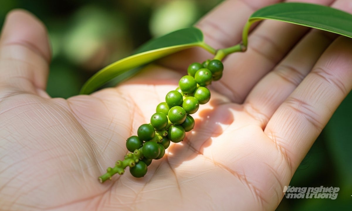 देश और दुनिया में आज 11/24/2025 को काली मिर्च के दाम Giá tiêu hôm nay 24/11/2025 ở trong nước và thế giới mới nhất