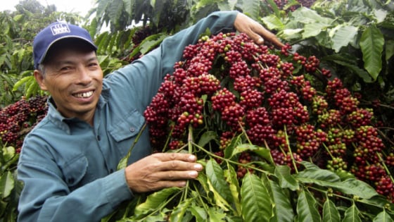 Giá cà phê hôm nay 24/11/2025: Duy trì quanh ngưỡng 112.500 đ/kg