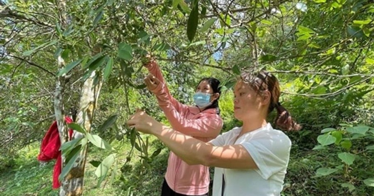 Đa dạng sinh kế - bước tiến vững chắc trong giảm nghèo ở Cao Bằng