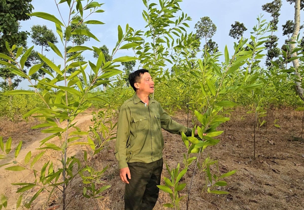 Rừng trồng có chứng chỉ FSC của Ban Quản lý rừng phòng hộ Xuân Lộc. Ảnh: Minh Sáng.