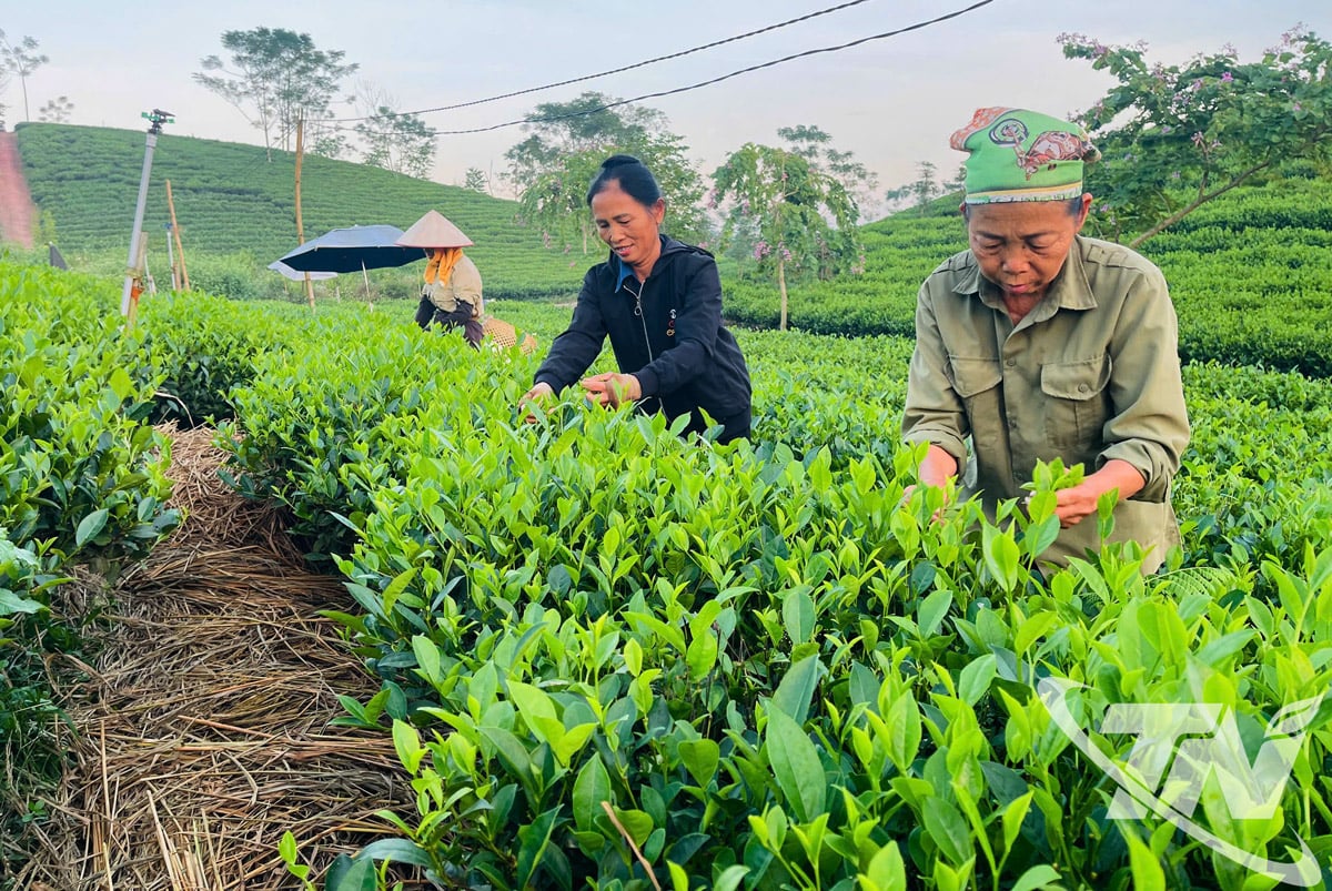 מוצרי התה של הקואופרטיב החקלאי פו תין (קומונה של פו דין) עומדים בתקני קידומת החיוג ההולכים וגדלים וזכאים לייצוא.