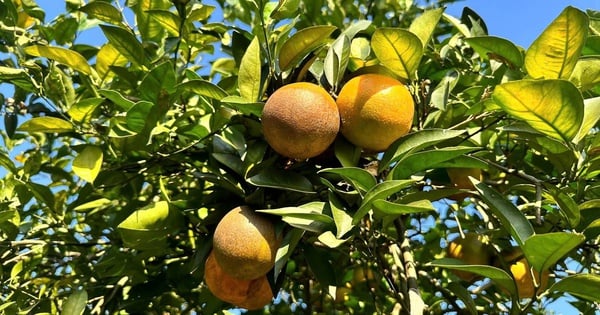 Lễ hội Cam Cao Phong 2025 quy tụ khoảng 120 gian hàng nông sản – thương mại, quảng bá chỉ dẫn địa lý “Cam Cao Phong” và thúc đẩy liên kết đầu tư, du lịch