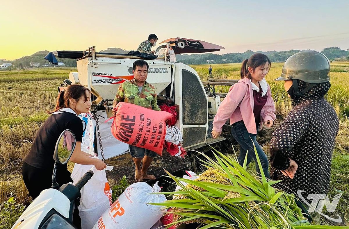 Thơm hương nếp vải Hợp Thành