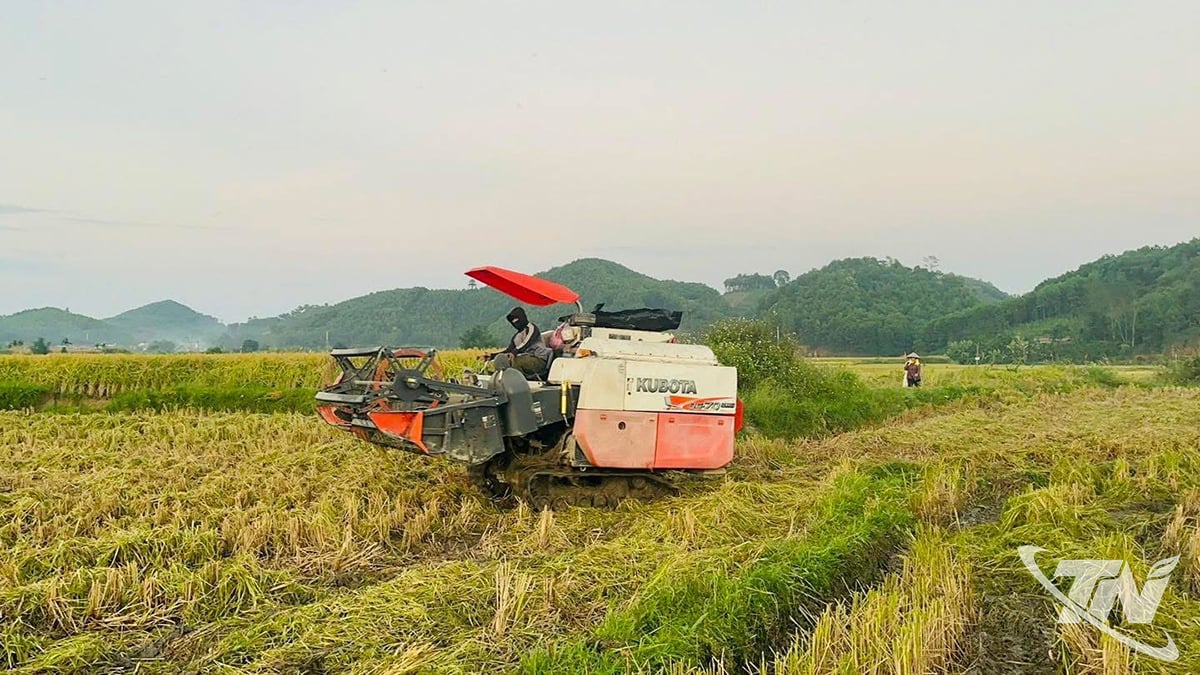 Năm 2025, xã Hợp Thành cấy được 280ha lúa nếp vải.