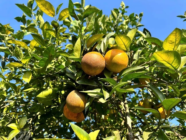 មហោស្រពពណ៌ទឹកក្រូច Cao Phong ឆ្នាំ 2025 ប្រមូលផ្តុំស្តង់កសិកម្ម និងពាណិជ្ជកម្មប្រមាណ 120 ស្តង់ ផ្សព្វផ្សាយអំពីសញ្ញាសម្គាល់ភូមិសាស្ត្រ Lễ hội Cam Cao Phong 2025 quy tụ khoảng 120 gian hàng nông sản – thương mại, quảng bá chỉ dẫn địa lý “Cam Cao Phong” và thúc đẩy liên kết đầu tư, du lịch - Ảnh 1.