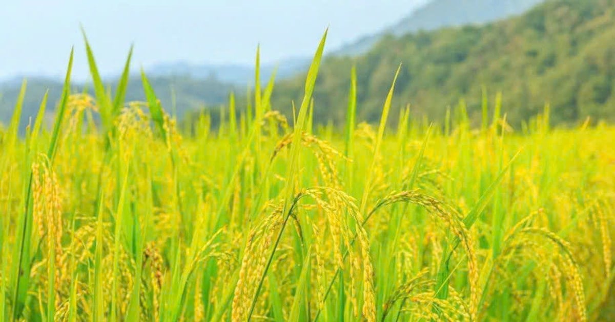 Giá lúa gạo hôm nay 24/11: Thị trường trong nước ổn định