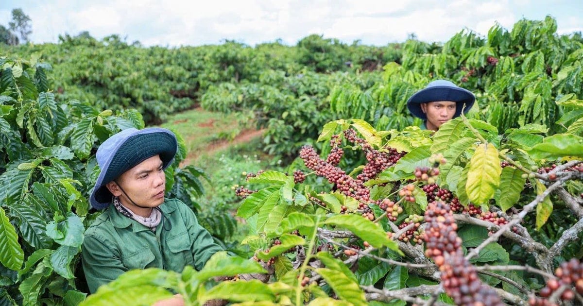Giá cà phê 24/11: Trong nước đi ngang, lo ngại nguồn cung
