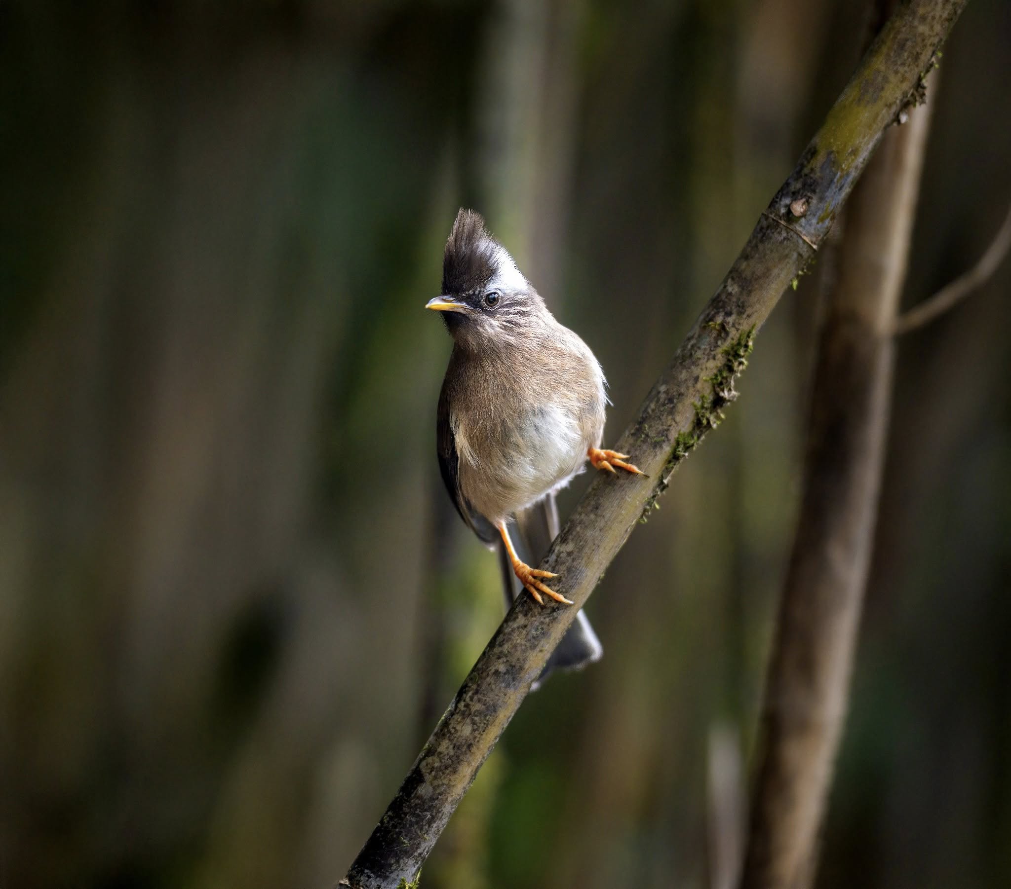 ដំណើរដ៏លំបាកនៃការបរបាញ់សត្វស្លាបដ៏កម្រនៅលើកំពូលភ្នំ Fansipan - រូបថត ១.