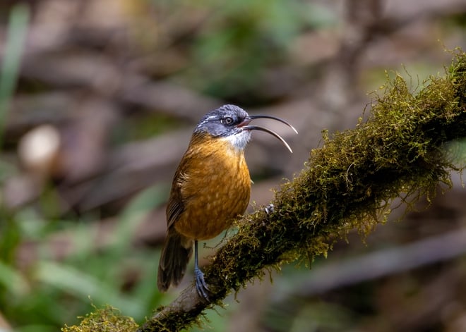 ដំណើរដ៏លំបាកនៃការបរបាញ់សត្វស្លាបដ៏កម្រនៅលើកំពូលភ្នំ Fansipan - រូបថត ២.