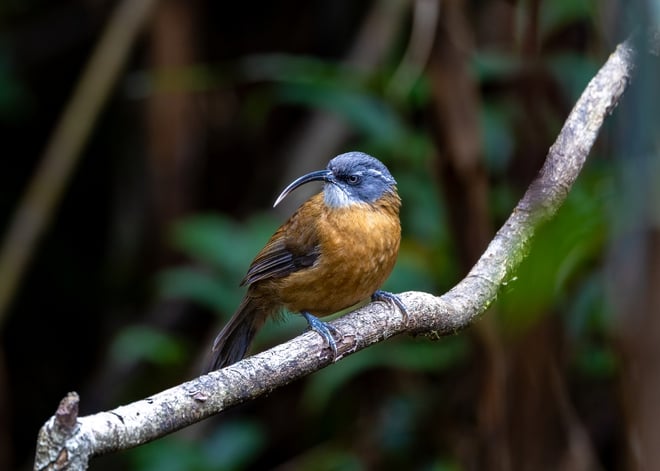 ដំណើរដ៏លំបាកនៃការបរបាញ់សត្វស្លាបដ៏កម្រនៅលើកំពូលភ្នំ Fansipan - រូបថត ៣.