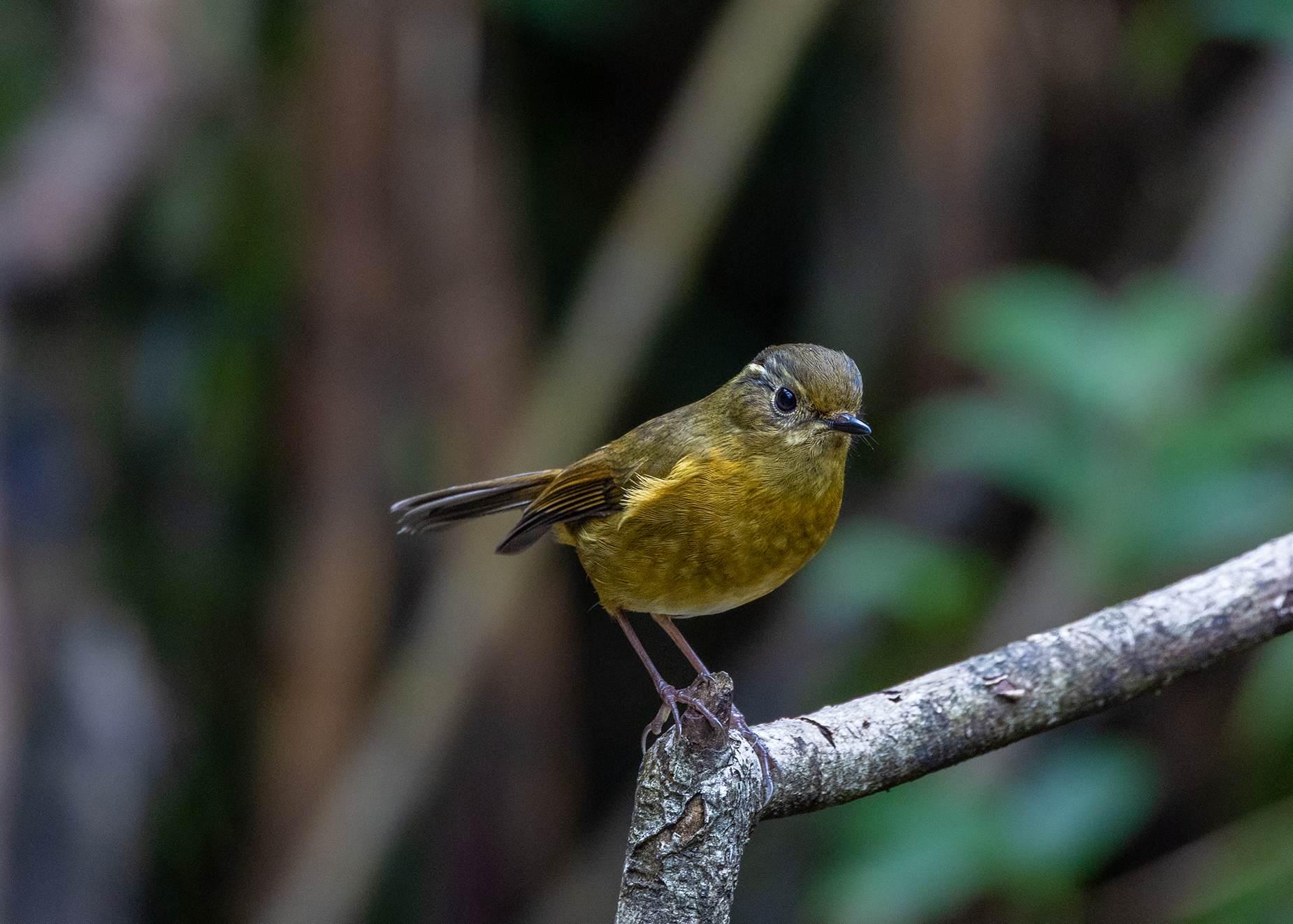 ដំណើរដ៏លំបាកនៃការបរបាញ់សត្វស្លាបដ៏កម្រនៅលើកំពូលភ្នំ Fansipan - រូបថត ៤.