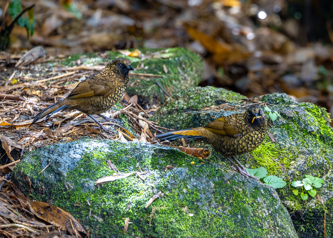 ដំណើរដ៏លំបាកនៃការបរបាញ់សត្វស្លាបដ៏កម្រនៅលើកំពូលភ្នំ Fansipan - រូបថត ៥.
