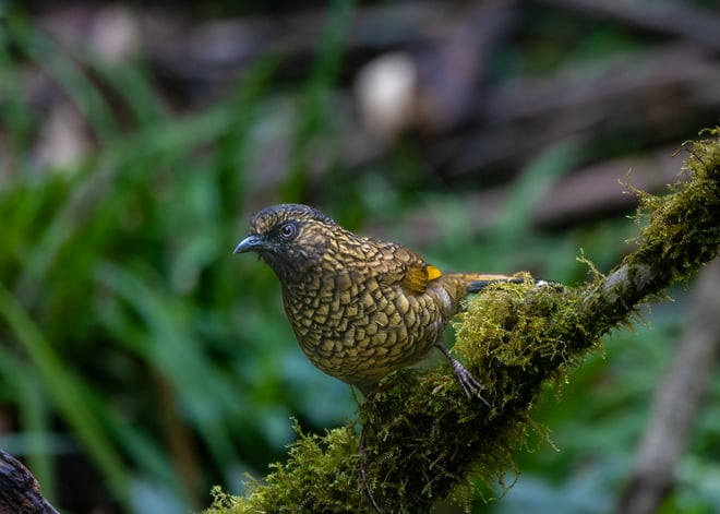 ដំណើរដ៏លំបាកនៃការបរបាញ់សត្វស្លាបដ៏កម្រនៅលើកំពូលភ្នំ Fansipan - រូបថត ៦.