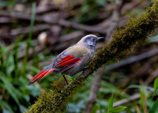 ដំណើរដ៏លំបាកនៃការបរបាញ់សត្វស្លាបដ៏កម្រនៅលើកំពូលភ្នំ Fansipan - រូបថត 7 ។