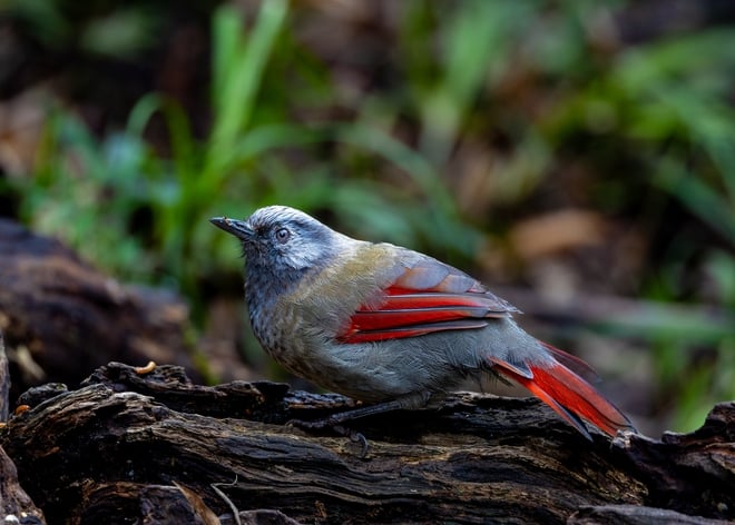 ដំណើរដ៏លំបាកនៃការបរបាញ់សត្វស្លាបដ៏កម្រនៅលើកំពូលភ្នំ Fansipan - រូបថត ៨.