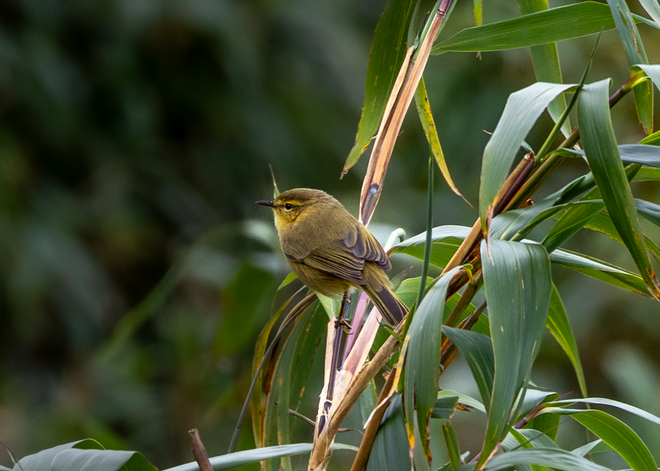ដំណើរដ៏លំបាកនៃការបរបាញ់សត្វស្លាបដ៏កម្រនៅលើកំពូលភ្នំ Fansipan - រូបថត 9 ។