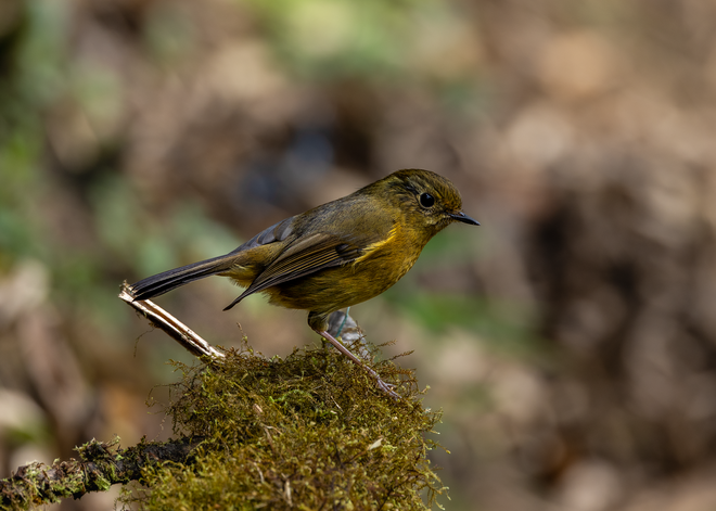 ដំណើរដ៏លំបាកនៃការបរបាញ់សត្វស្លាបដ៏កម្រនៅលើកំពូលភ្នំ Fansipan - រូបថត 10 ។