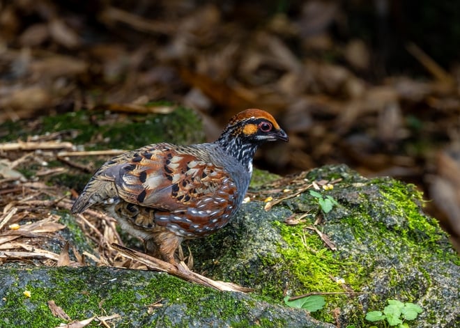 ដំណើរដ៏លំបាកនៃការបរបាញ់សត្វស្លាបដ៏កម្រនៅលើកំពូលភ្នំ Fansipan - រូបថត 11 ។