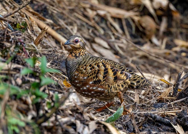 ដំណើរដ៏លំបាកនៃការបរបាញ់សត្វស្លាបដ៏កម្រនៅលើកំពូលភ្នំ Fansipan - រូបថត 12 ។