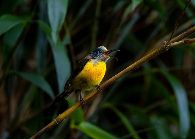 ដំណើរដ៏លំបាកនៃការបរបាញ់សត្វស្លាបដ៏កម្រនៅលើកំពូលភ្នំ Fansipan - រូបថត 13 ។