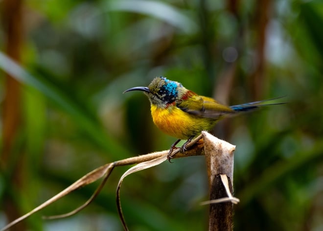 ដំណើរដ៏លំបាកនៃការបរបាញ់សត្វស្លាបដ៏កម្រនៅលើកំពូលភ្នំ Fansipan - រូបថត 14 ។