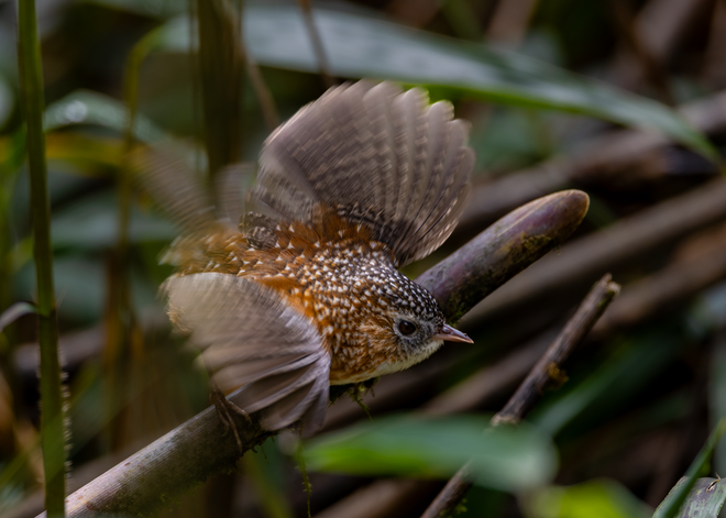 ដំណើរដ៏លំបាកនៃការបរបាញ់សត្វស្លាបដ៏កម្រនៅលើកំពូលភ្នំ Fansipan - រូបថត 16 ។