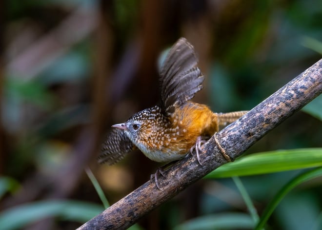 ដំណើរដ៏លំបាកនៃការបរបាញ់សត្វស្លាបដ៏កម្រនៅលើកំពូលភ្នំ Fansipan - រូបថត 17 ។